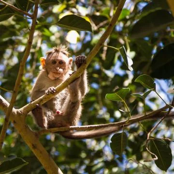 Monkey in the forest Stock Photos