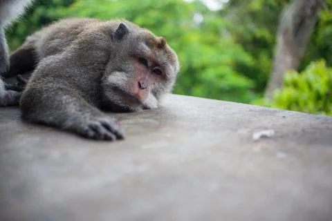 The monkey in the forest Stock Photos