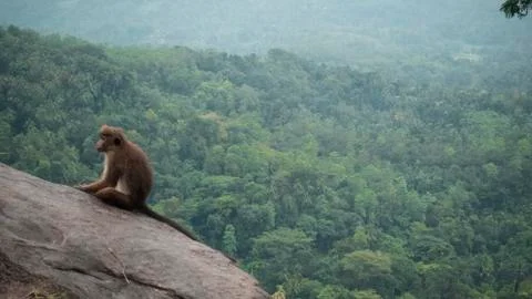 Monkey forest Stock Photos