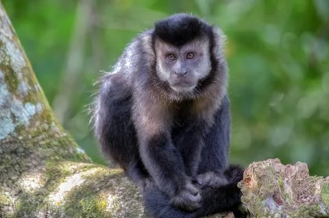 A monkey in the forest Stock Photos