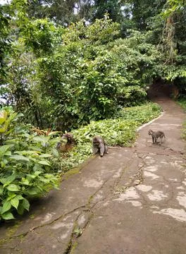 Monkey forest.  Stock Photos