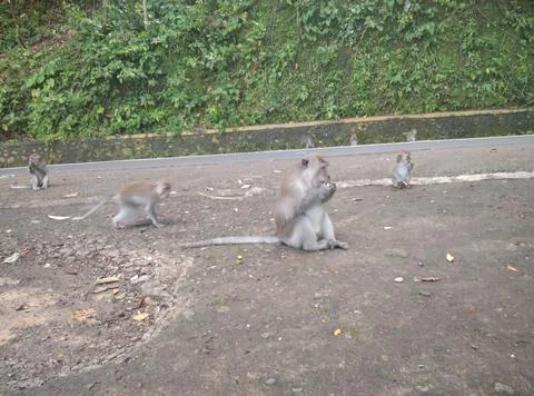 Monkey forest Stock Photos