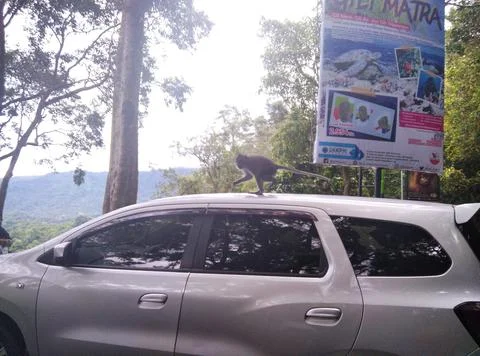 Monkey forest Stock Photos