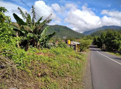 Monkey forest Stock Photos