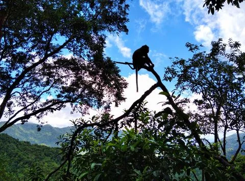 Monkey forest Stock Photos