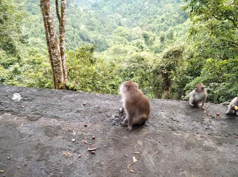 Monkey forest Stock Photos