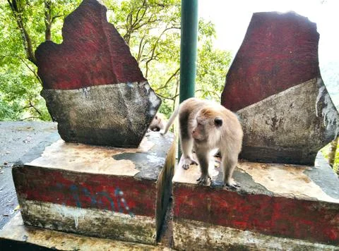 Monkey forest Stock Photos
