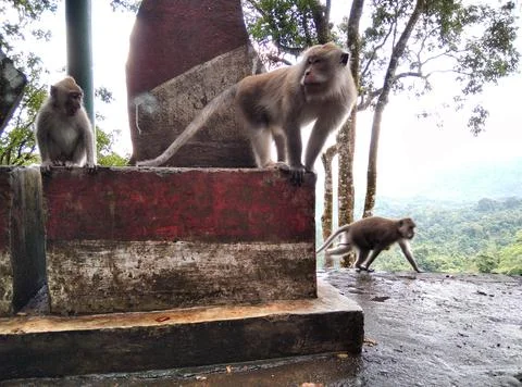 Monkey forest Stock Photos