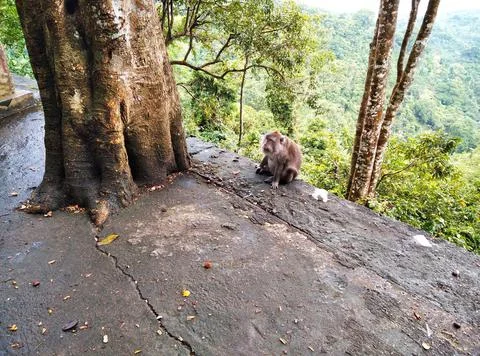 Monkey forest Stock Photos