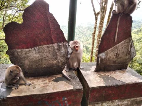 Monkey forest Stock Photos