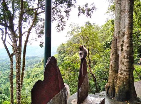 Monkey forest Stock Photos