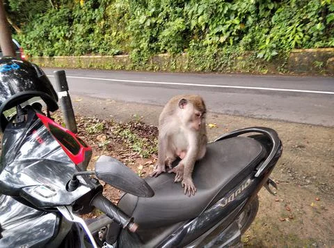 Monkey forest Stock Photos