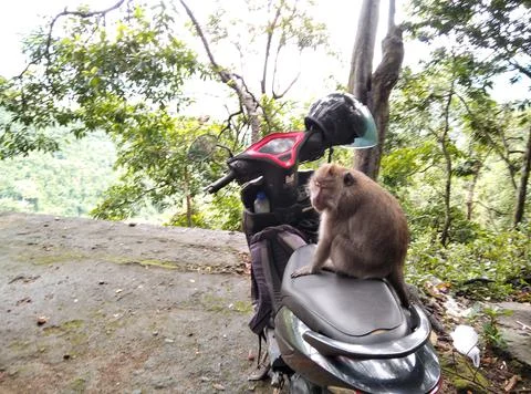 Monkey forest Stock Photos