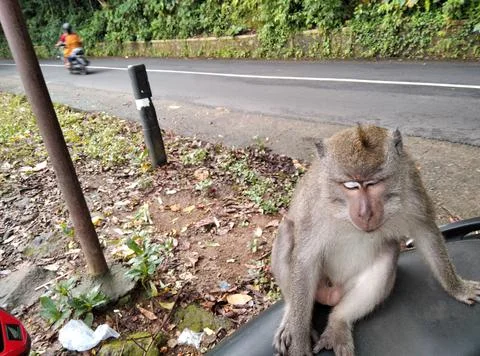Monkey forest Stock Photos