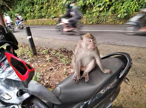 Monkey forest Stock Photos