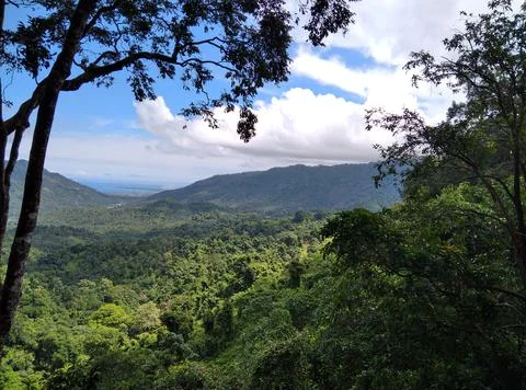 Monkey forest Stock Photos