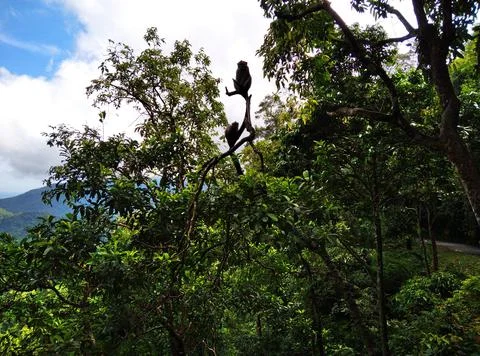 Monkey forest Stock Photos