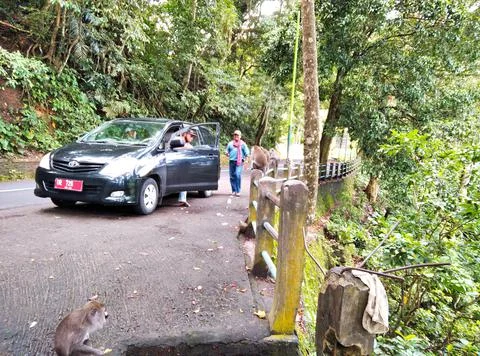 Monkey forest Stock Photos