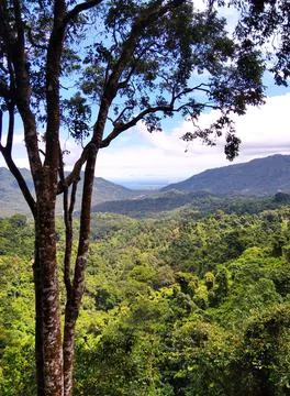 Monkey forest Stock Photos