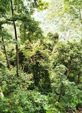 Monkey forest Stock Photos