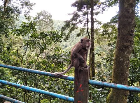 Monkey forest Stock Photos