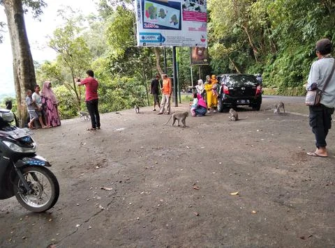 Monkey forest Stock Photos