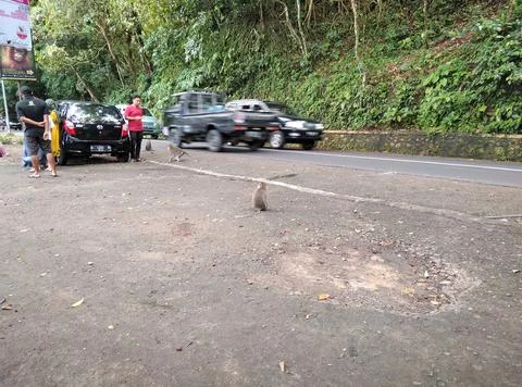 Monkey forest Stock Photos