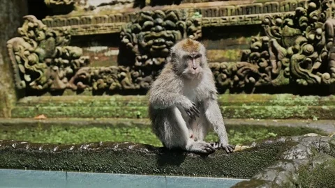 Monkey Forest Sightseeing Bali Indonesia Travel Slowmotion Stock Footage 70762414