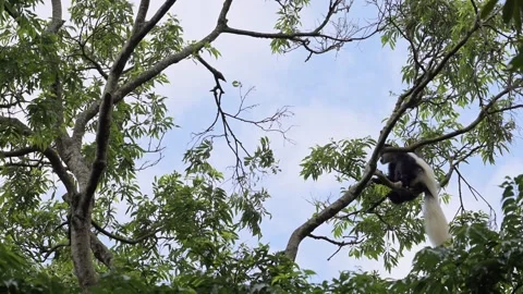 Monkey in Forest Trees in Africa, Black and White Colobus Monkeys in a Forest Stock Footage 298216868