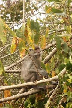 Monkey in the forest trying to pose as a model Stock Photos