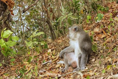 Monkey in the forest trying to pose as a model Stock Photos