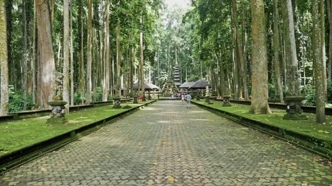 Monkey Forest Ubud Bali Indonesia Culture Slowmotion Stock Footage 70761966