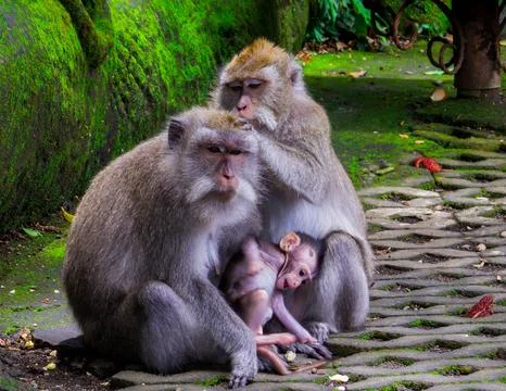 Monkey Forest, Ubud, Bali Stock Photos