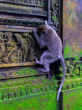 Monkey Forest, Ubud, Bali Stock Photos