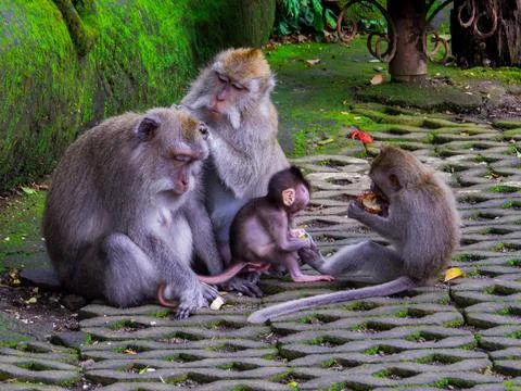 Monkey Forest, Ubud, Bali Stock Photos