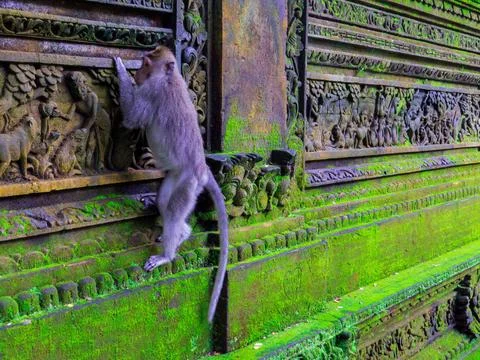 Monkey Forest, Ubud, Bali Stock Photos