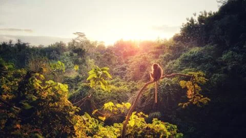Monkey in a forest in Ubud during a sunset, Bali, Indonesia Stock Photos