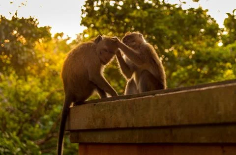 Monkey in a forest in Ubud during a sunset, Bali, Indonesia Foto stock