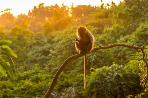 Monkey in a forest in Ubud during a sunset, Bali, Indonesia Stock Photos