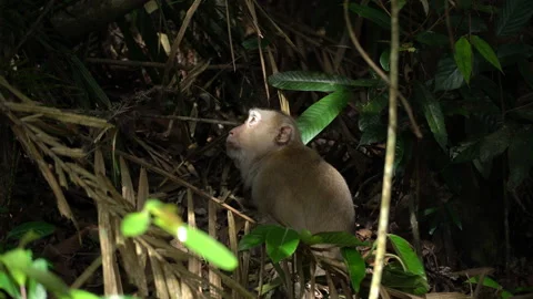 A monkey in forest. wildlife in natural. Stock Footage 228903572