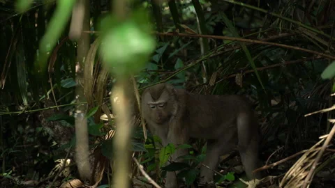 A monkey in forest. wildlife in natural. Stock Footage 228903595
