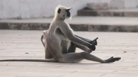 Monkey on the fort Stock Footage 143210269