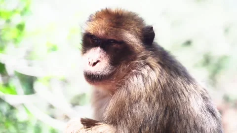 A monkey in the freshness of Ouzoud waterfall, Morocco Stock Footage 244068037