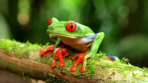 Monkey frog Stock Photos