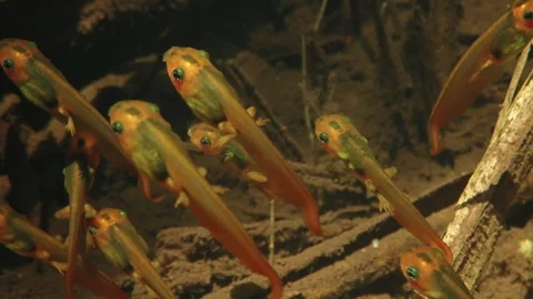 Monkey frog tadpoles Amazon Rainforest underwater aquatic life metamorphosis Stock Footage 283632618