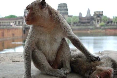 Monkey in front of angkor wat temple in cambodia Stock Photos