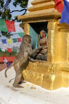 Monkey in front of Buddha statue Stock Photos