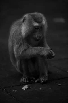Monkey fruit peeling  Stock Photos
