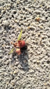 Monkey fruit sitting on the white sand after the rain Stock Photos