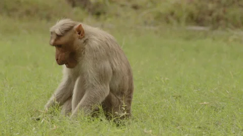 Monkey in a garden 스톡 동영상 169693522